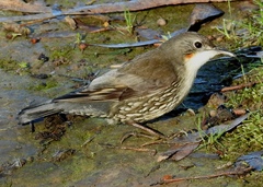 Cormobates leucophaea