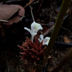 Scaphochlamys breviscapa