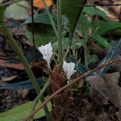 Scaphochlamys breviscapa