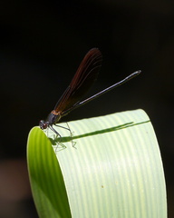 Calopteryx haemorrhoidalis