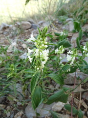 Stachys annua