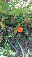 Alkekengi officinarum