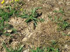 Calliptamus italicus