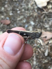 Aiolopus strepens