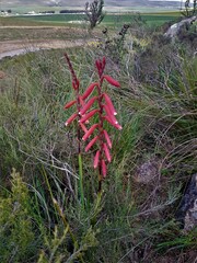 Watsonia aletroides