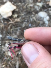 Aiolopus strepens