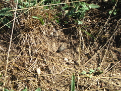 Calliptamus italicus