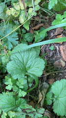 Geum macrophyllum