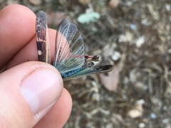 Aiolopus strepens