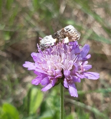 Acontia lucida