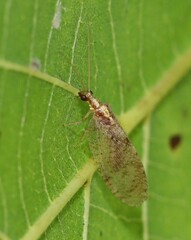 Hemerobius