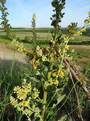 Verbascum lychnitis