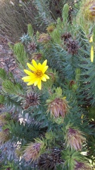 Cullumia carlinoides