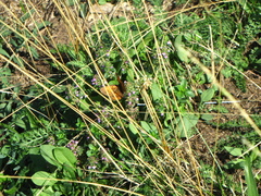 Lycaena virgaureae