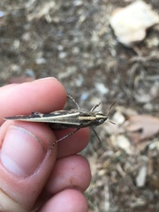 Aiolopus strepens