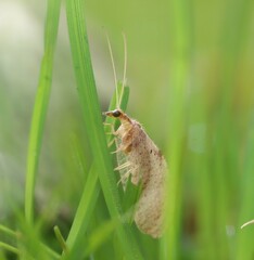 Hemerobius