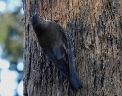 Cormobates leucophaea