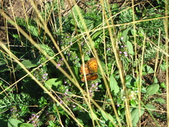 Lycaena virgaureae