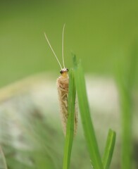 Hemerobius