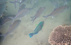Caranx sexfasciatus