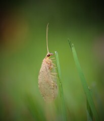 Hemerobius
