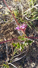 Pelargonium grossularioides