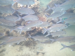 Caranx sexfasciatus
