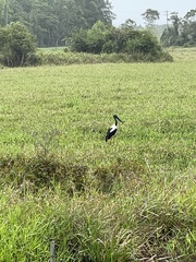 Ephippiorhynchus asiaticus