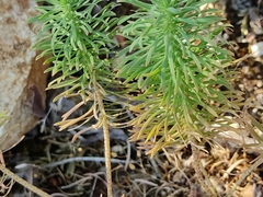 Euphorbia cyparissias