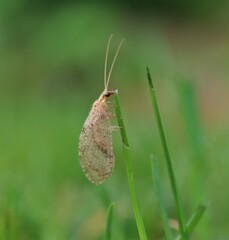Hemerobius
