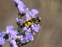 Helophilus trivittatus