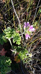 Pelargonium capitatum