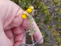 Hermannia trifoliata