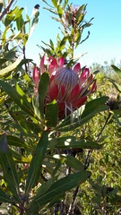 Protea susannae