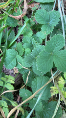 Fragaria