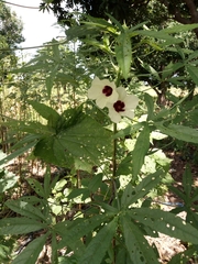 Hibiscus cannabinus