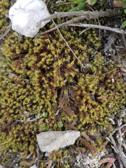 Pseudocrossidium crinitum