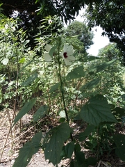 Hibiscus cannabinus