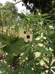 Hibiscus cannabinus
