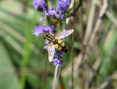 Helophilus trivittatus
