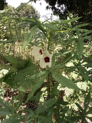 Hibiscus cannabinus
