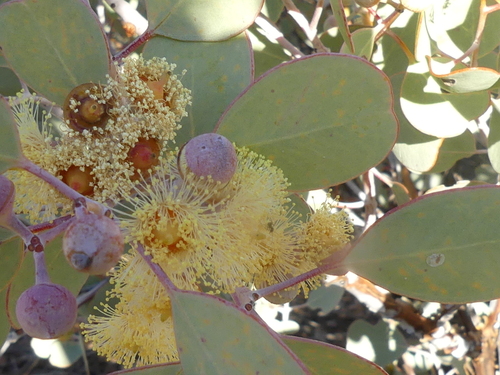 Eucalyptus minniritchi D.Nicolle