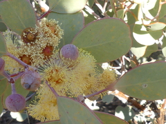 Eucalyptus minniritchi