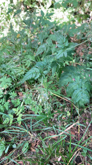 Anthriscus sylvestris