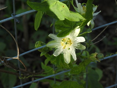 Passiflora subpeltata