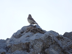 Oenanthe oenanthe