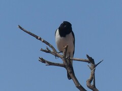 Melanodryas cucullata