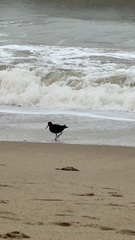 Haematopus fuliginosus