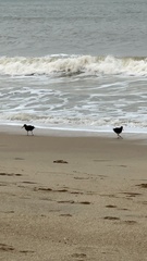 Haematopus fuliginosus