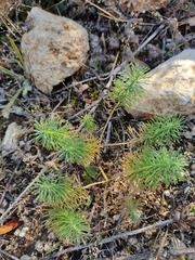Euphorbia cyparissias